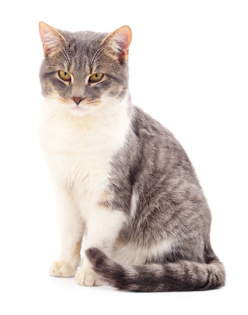 Gatto a strisce grigio isolato su sfondo bianco