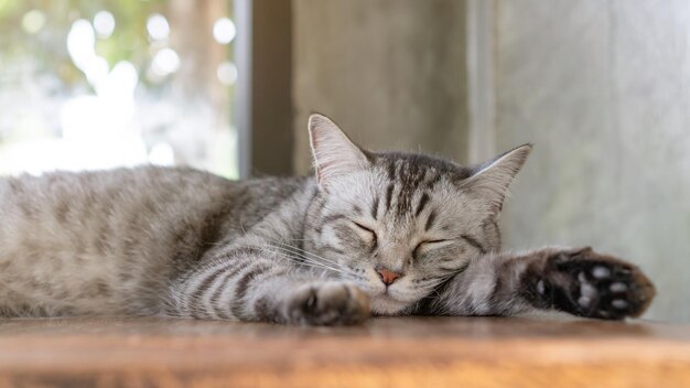 Gatto a strisce grigio sdraiato nella stanza