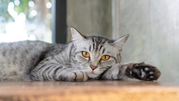 Gatto a strisce grigio sdraiato nella stanza