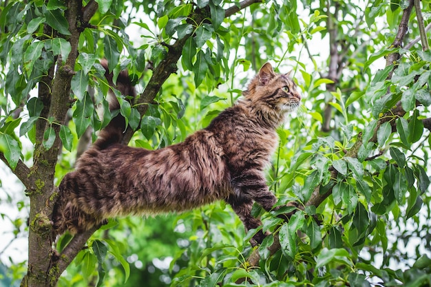 Gatto a strisce lanuginoso su un albero nel mezzo di una foglia verde