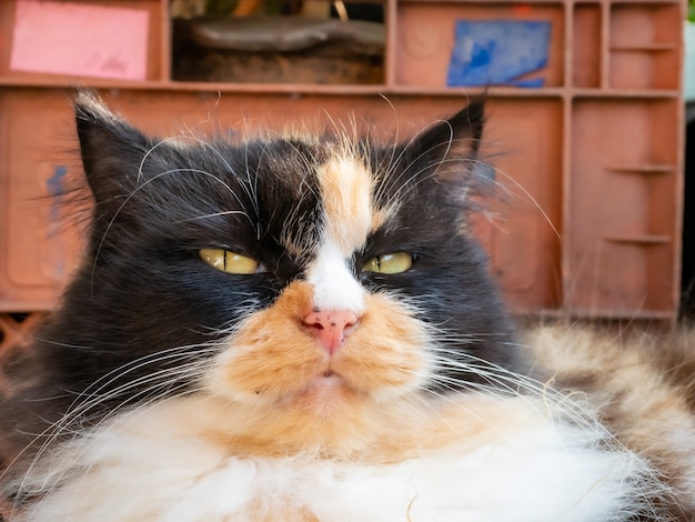 Gatto a tre colori che mostra i sintomi