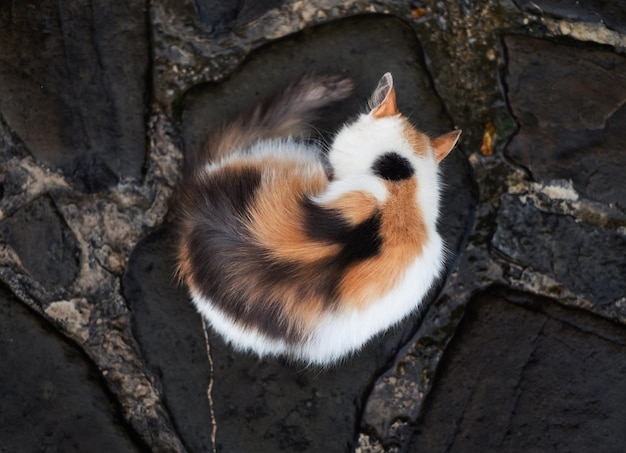 Gatto a tre colori La vista dall'alto Animali Composizione con animali