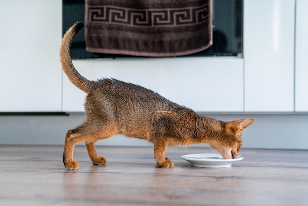 Gatto abissino a casa con il suo proprietario a casa. Bellissimo gattino di razza a pelo corto.