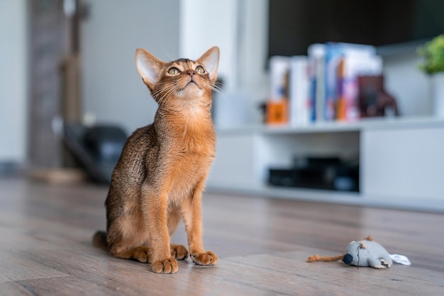 Gatto abissino a casa con il suo proprietario a casa. Bellissimo gattino di razza a pelo corto.