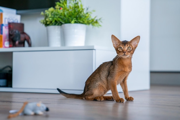 Gatto abissino a casa con il suo proprietario a casa. Bellissimo gattino di razza a pelo corto.