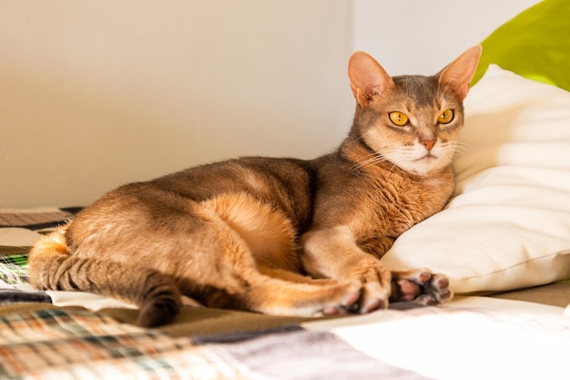 Gatto abissino a casa Ritratto ravvicinato del gatto abissino blu sdraiato su una trapunta patchwork e cuscini