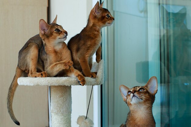 Gatto abissino che gioca al sole