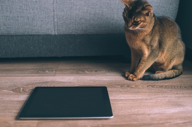 Gatto abissino che guarda allo schermo del tablet.