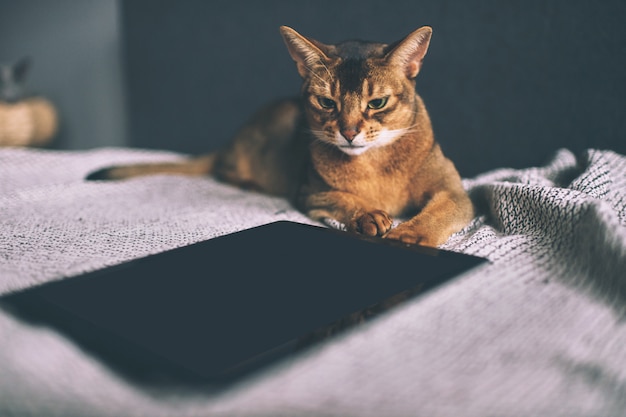 Gatto abissino che guarda allo schermo della compressa sul letto.