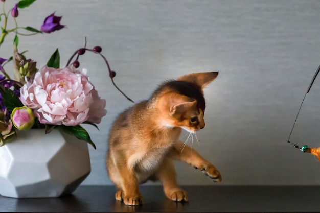 Gatto abissino con vaso di fiori