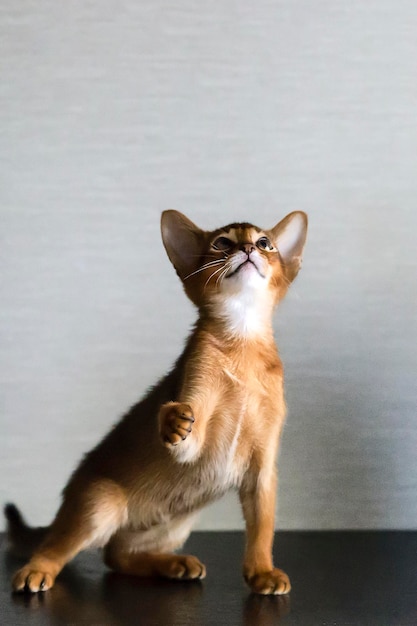 Gatto abissino e un gattino zenzero