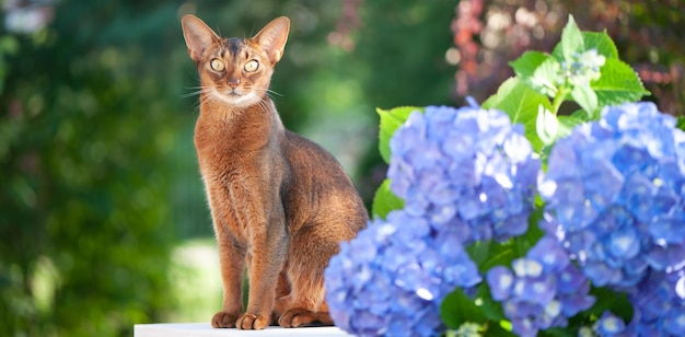 Gatto abissino seduto su una terrazza con fiori di ortensia blu Pubblicità di alta qualità stock photo Animali domestici che camminano in estate