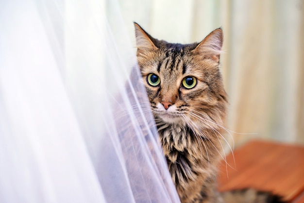 gatto accanto al vestito da sposa