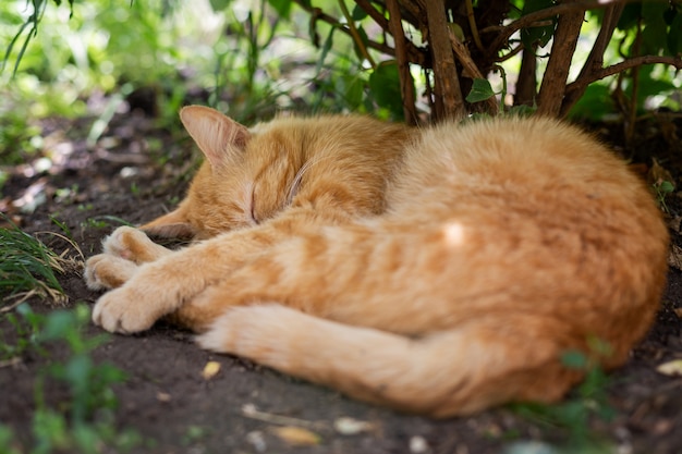 Gatto addormentato felice all'ombra di un cespuglio in giardino