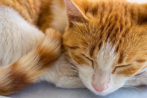 Gatto addormentato. Ritratto del primo piano del gatto arancione.