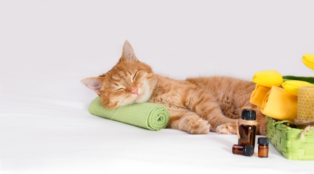 Gatto addormentato su un asciugamano da massaggio con bottiglie di oli aromatici intorno