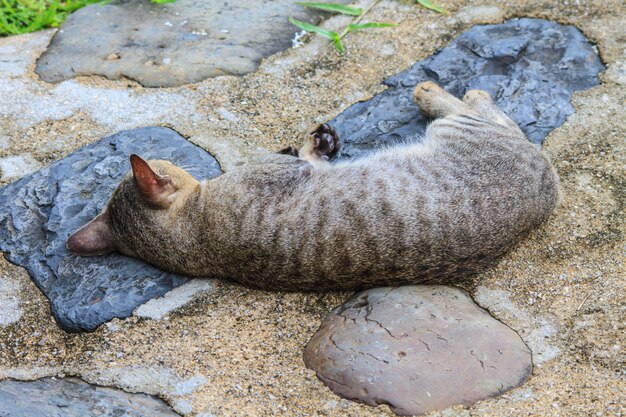 Gatto addormentato