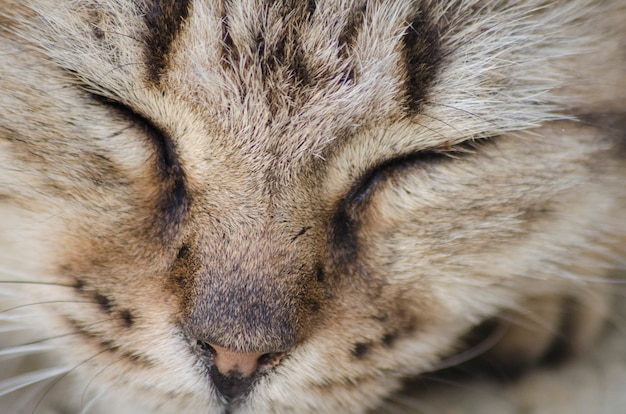 Gatto addormentato