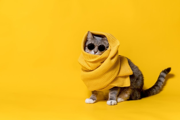 Gatto adorabile alla moda in occhiali da sole e una sciarpa gialla Spazio di copia isolato su uno sfondo luminoso