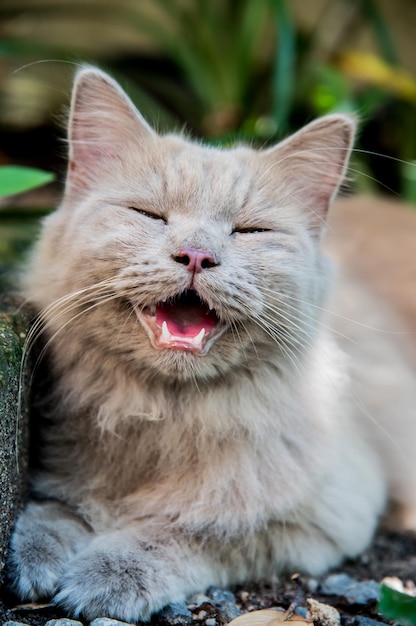 Gatto, adorabile animale domestico in giardino