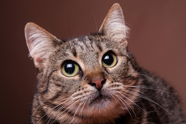 Gatto adorabile che esamina la macchina fotografica Foto in studio