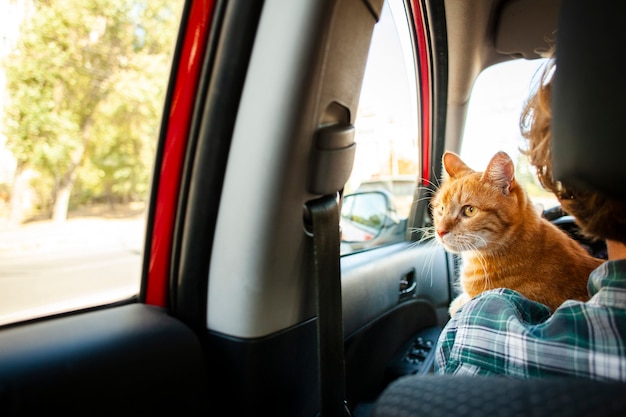 Gatto adorabile di vista posteriore che osserva sull'automobile della finestra