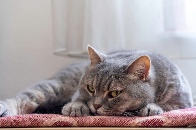 Gatto adulto grigio Shorthair con occhi gialli sdraiato sopra il cassetto guardando la telecamera