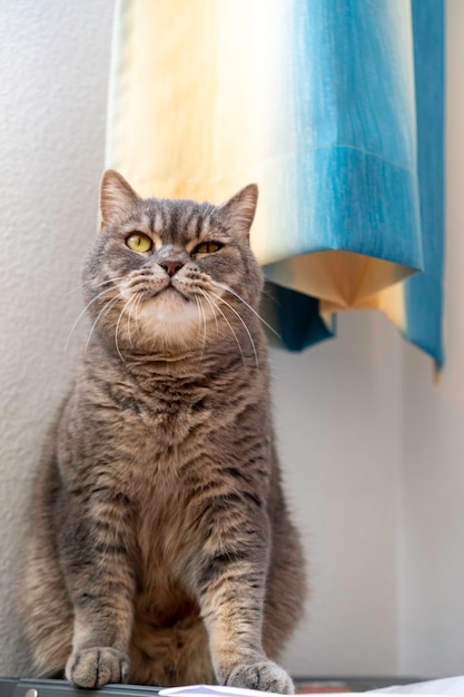 Gatto adulto grigio Shorthair con occhi gialli seduto sopra la scatola dello studio guardando qualcosa