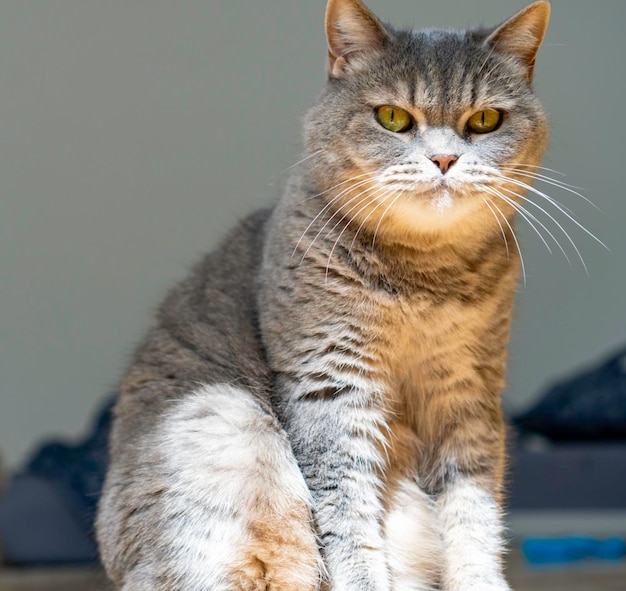 Gatto adulto grigio Shorthair con occhi gialli seduto sul pavimento a fissare la telecamera