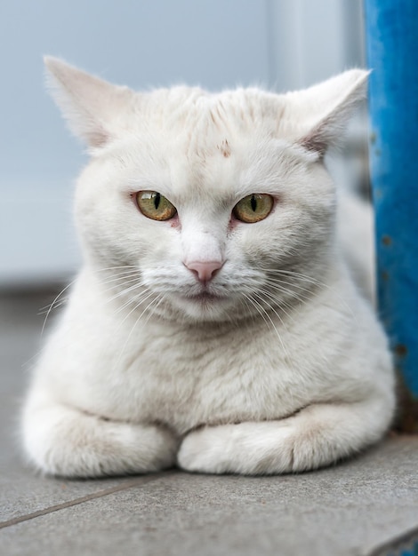 Gatto adulto senzatetto seduto sulla streetxA