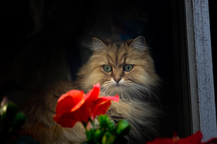 Foto gatto al fiore alla finestra