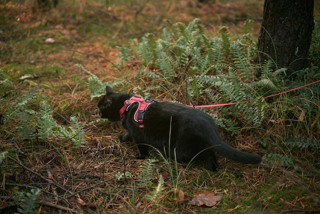 Gatto al guinzaglio Vista da dietro di un gatto seduto nell'erba