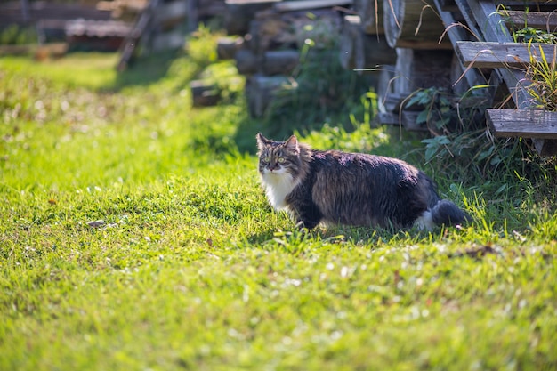 Gatto all'aperto sull'erba