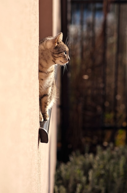 Gatto alla finestra