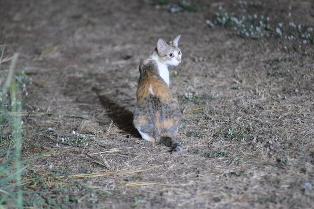 Gatto alla luce