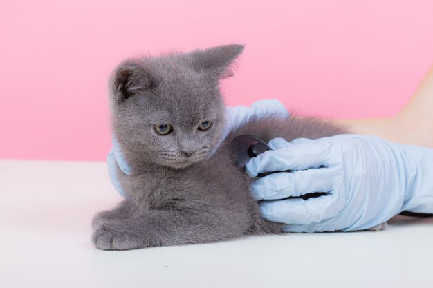 Gatto alla reception di un veterinario.