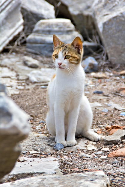 Gatto alle rovine dell'antica città di Efeso Turchia