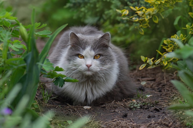 Gatto allegro che si trova tra i fiori in primavera Ritratto di giovane gatto felice in giardino