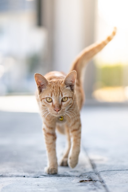 Gatto arancione che cammina