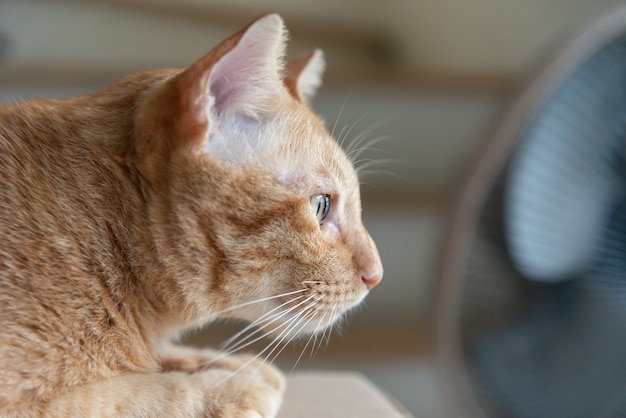 Gatto arancione che guarda fuori