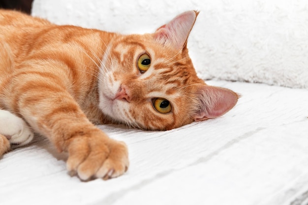 Gatto arancione con gli occhi gialli sdraiato su un letto appoggiando la testa sul lato e guardando dritto in avanti