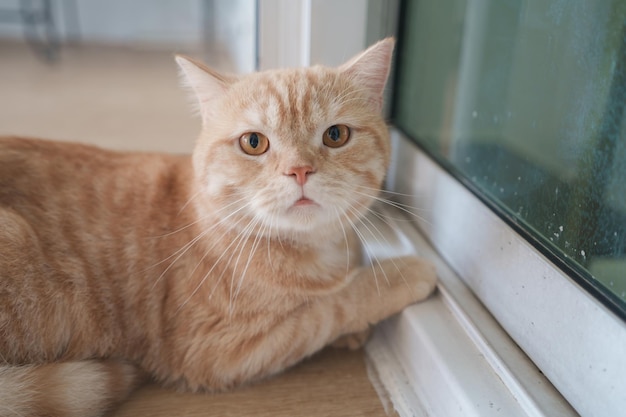 Gatto arancione persiano guardando la telecamera e sdraiato sul pavimento a casa il gatto di razza mista è un incrocio tra due razze di gatti o un gatto di razza e un gatto domestico Concetto di gatti animali