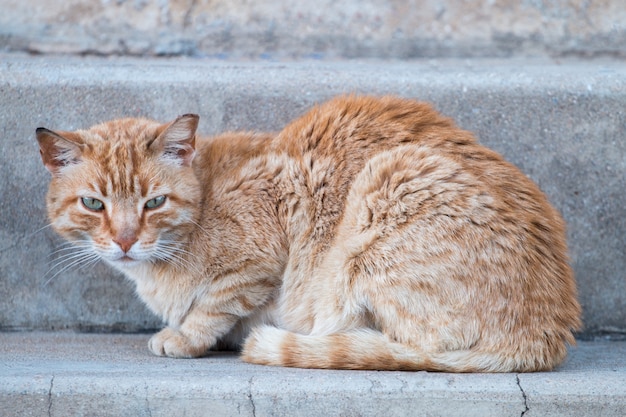 Gatto arancione sulla strada