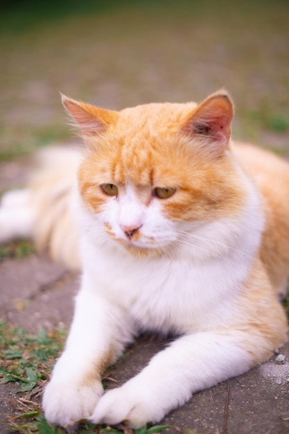 gatto arancione