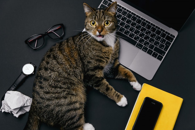 Gatto arrabbiato che si trova sulla scrivania. Vista superiore del desktop ufficio nero con laptop, notebook, palle di carta stropicciata e forniture.