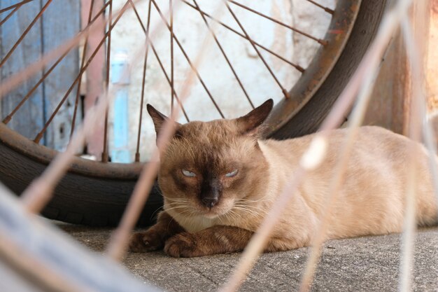 Gatto arrabbiato con alto infelice