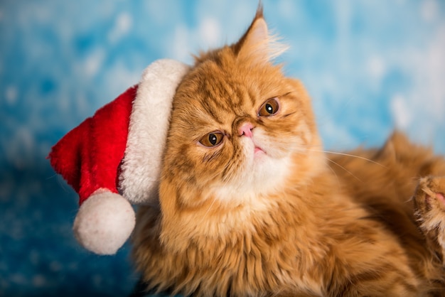 Gatto arrabbiato con cappello di Babbo Natale rosso a Natale