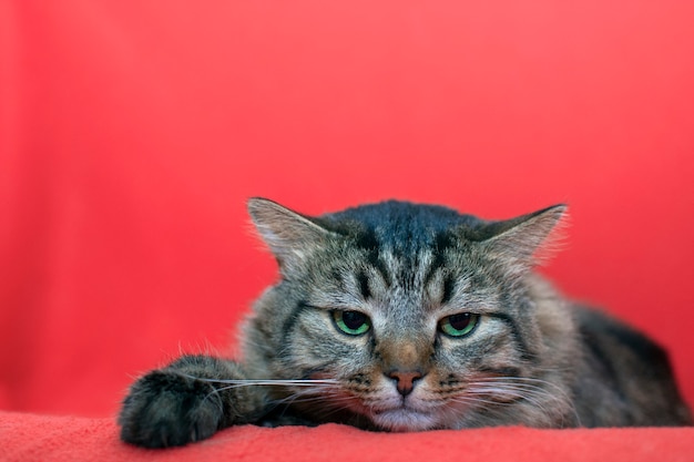 Gatto arrabbiato. copia spazio. Gatto grigio lanuginoso arrabbiato sdraiato sul divano.