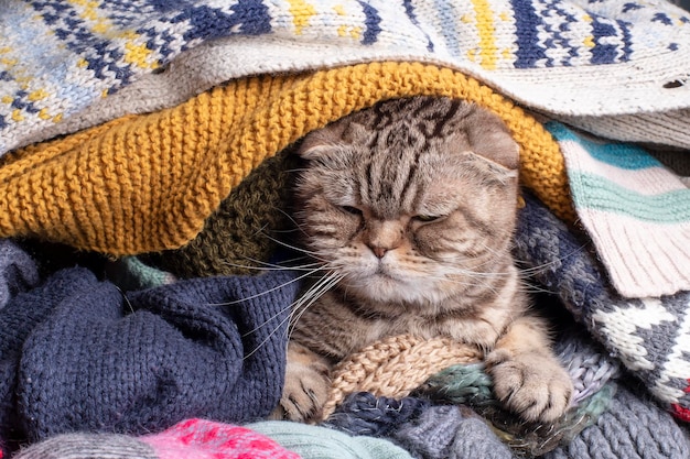 Gatto arrabbiato e divertente Scottish Fold avvolto e nascosto in un mucchio di vestiti di lana a casa