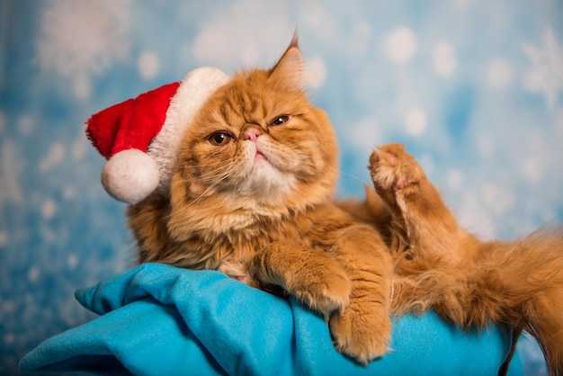 Gatto arrabbiato in cappello rosso di babbo natale a natale